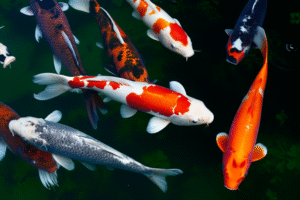 Top 10 Stunning Koi Fish Varieties for Your Pond